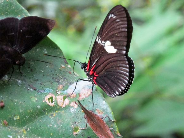 💖RAMO DE MARIPOSAS FÁCIL Y ECONÓMICO 💖 